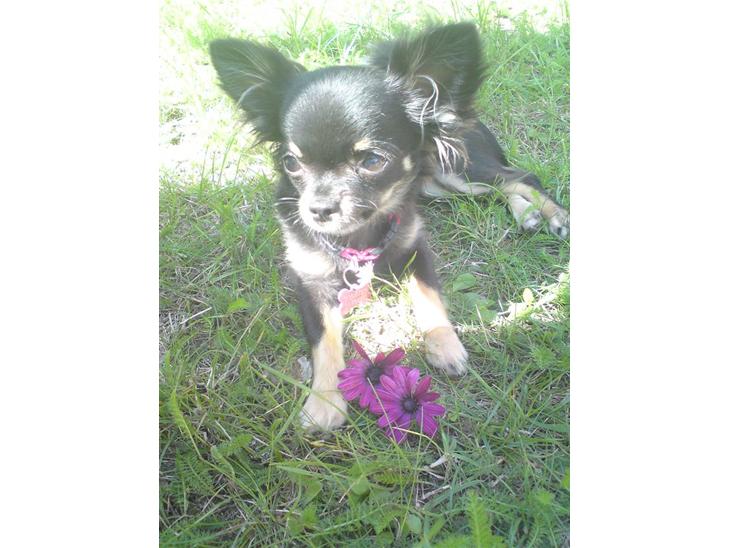 Chihuahua Luca billede 1