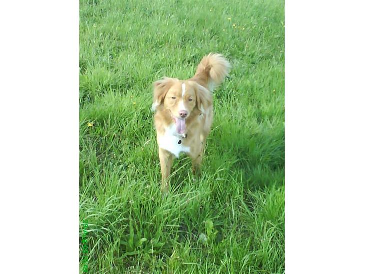 Nova scotia duck tolling retriever rufus billede 1