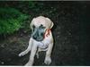 Grand danois **Død**Great Dane's Minie [ Himmelhund]