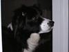 Border collie Lina