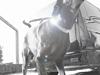 Dobermann Quato 