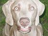 Weimaraner Geniet Geister 