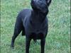 Australsk kelpie Skovfarmen´s Alabama 