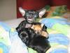 Chihuahua Cindi