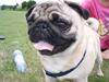 Mops Anton Sixten Milo