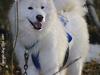 Samojedhund Boomer