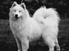 Samojedhund Icy