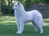 Samojedhund Dakota