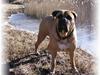Bullmastiff LEICA [ Himmelhund]