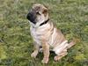 Shar pei Nanna + Død+ 