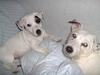 Jack russell terrier Freja