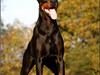Dobermann Genning's Chavez R.I.P. [ Himmelhund]