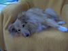 Shetland sheepdog Capstones Bella in Gold