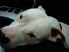 Dogo argentino Lucky """   DØD  """