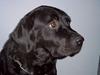 Labrador retriever Nico - Formel 1 