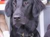 Flat coated retriever Trille