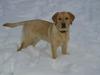 Labrador retriever Lunte [ Himmelhund]