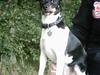 Dansk svensk gaardhund Trunde 