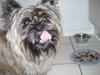 Cairn terrier Bølle 