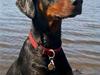 Dobermann (Genning's) Fenja