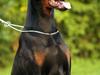 Dobermann (Genning's Excalibur)Nero [ Himmelhund]