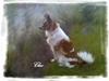 Papillon Cleo R.I.P