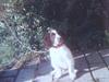 Kleiner münsterländer Tingo *død* [ Himmelhund]