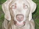 Weimaraner Geniet Geister