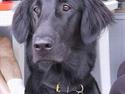 Flat coated retriever Trille