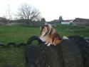 Collie langhåret Monty RIP