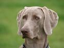 Weimaraner Ronja