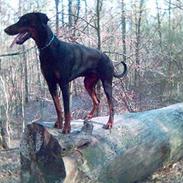 Dobermann Quato 