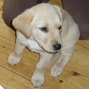 Labrador retriever Chilla