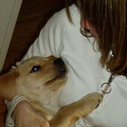 Labrador retriever Chilla