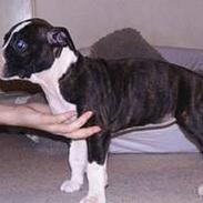 Amerikansk staffordshire terrier Staff-dog's Angel