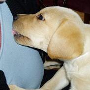 Labrador retriever Chilla