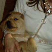 Labrador retriever Chilla