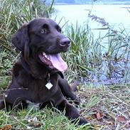 Labrador retriever *Harley*