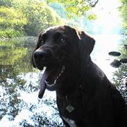 Labrador retriever *Harley*
