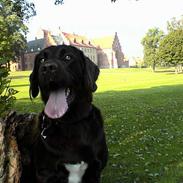 Labrador retriever *Harley*