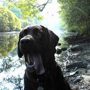 Labrador retriever *Harley*