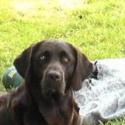 Labrador retriever *Harley*