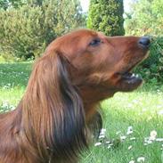 Gravhund Musch aka terroristen