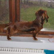 Gravhund Musch aka terroristen