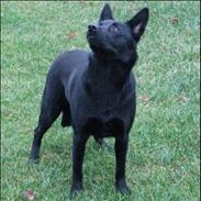 Australsk kelpie Skovfarmen´s Alabama