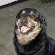 Blanding af racer Rollo