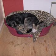 Blanding af racer Rollo