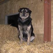 Blanding af racer Rollo