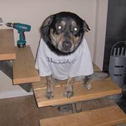 Blanding af racer Rollo