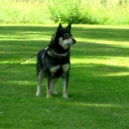 Finsk hyrdehund Finsk Hyrdehund Samir